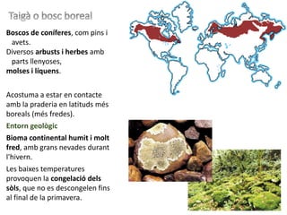 97
Boscos de coníferes, com pins i
avets.
Diversos arbusts i herbes amb
parts llenyoses,
molses i líquens.
Acostuma a estar en contacte
amb la praderia en latituds més
boreals (més fredes).
Entorn geològic
Bioma continental humit i molt
fred, amb grans nevades durant
l'hivern.
Les baixes temperatures
provoquen la congelació dels
sòls, que no es descongelen fins
al final de la primavera.
 
