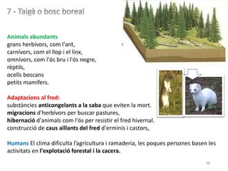 98
Animals abundants
grans herbívors, com l'ant,
carnívors, com el llop i el linx,
omnívors, com l'ós bru i l'ós negre,
rèptils,
ocells boscans
petits mamífers.
Adaptacions al fred:
substàncies anticongelants a la saba que eviten la mort.
migracions d'herbívors per buscar pastures,
hibernació d'animals com l'ós per resistir el fred hivernal.
construcció de caus aïllants del fred d'erminis i castors,
Humans El clima dificulta l’agrícultura i ramaderia, les poques persones basen les
activitats en l'explotació forestal i la cacera.
 