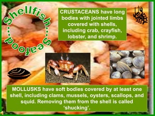 CRUSTACEANS have long
bodies with jointed limbs
covered with shells,
including crab, crayfish,
lobster, and shrimp.
MOLLUSKS have soft bodies covered by at least one
shell, including clams, mussels, oysters, scallops, and
squid. Removing them from the shell is called
‘shucking’.
 