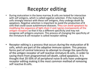 Receptor editing
• During maturation in the bone marrow, B cells are tested for interaction
with self antigens, which is called negative selection. If the maturing B
cells strongly interact with these self antigens, they undergo death by
apoptosis. Negative selection is important to avoid the production of B
cells that could cause autoimmune diseases. They can avoid apoptosis by
modifying the sequence of light chain V and J genes (components of the
antigen receptor) so that it has a different specificity and may not
recognize self antigens anymore. This process of changing the specificity of
the immature B cell receptor is called receptor editing
• Receptor editing is a process that occurs during the maturation of B
cells, which are part of the adaptive immune system. This process
forms part of central tolerance to attempt to change the specificity
of the antigen receptor of self reactive immature B-cells, in order to
saving them from programmed cell death, called apoptosis. It is
thought that 20-50% of all peripheral naive B cells have undergone
receptor editing making it the most common method of removing
self reactive B cells.
• .
 