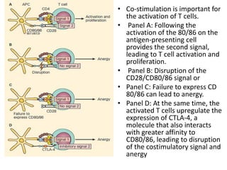 • Co-stimulation is important for
the activation of T cells.
• Panel A: Following the
activation of the 80/86 on the
antigen-presenting cell
provides the second signal,
leading to T cell activation and
proliferation.
• Panel B: Disruption of the
CD28/CD80/86 signal or
• Panel C: Failure to express CD
80/86 can lead to anergy.
• Panel D: At the same time, the
activated T cells upregulate the
expression of CTLA-4, a
molecule that also interacts
with greater affinity to
CD80/86, leading to disruption
of the costimulatory signal and
anergy
 