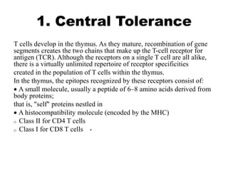 1. Central Tolerance
T cells develop in the thymus. As they mature, recombination of gene
segments creates the two chains that make up the T-cell receptor for
antigen (TCR). Although the receptors on a single T cell are all alike,
there is a virtually unlimited repertoire of receptor specificities
created in the population of T cells within the thymus.
In the thymus, the epitopes recognized by these receptors consist of:
 A small molecule, usually a peptide of 6–8 amino acids derived from
body proteins;
that is, "self" proteins nestled in
 A histocompatibility molecule (encoded by the MHC)
o Class II for CD4+ T cells
•
o Class I for CD8+ T cells
 