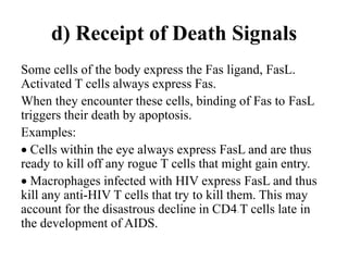 d) Receipt of Death Signals
Some cells of the body express the Fas ligand, FasL.
Activated T cells always express Fas.
When they encounter these cells, binding of Fas to FasL
triggers their death by apoptosis.
Examples:
 Cells within the eye always express FasL and are thus
ready to kill off any rogue T cells that might gain entry.
 Macrophages infected with HIV express FasL and thus
kill any anti-HIV T cells that try to kill them. This may
account for the disastrous decline in CD4+ T cells late in
the development of AIDS.
 
