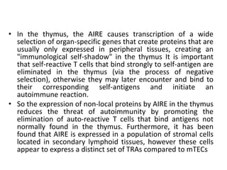 • In the thymus, the AIRE causes transcription of a wide
selection of organ-specific genes that create proteins that are
usually only expressed in peripheral tissues, creating an
"immunological self-shadow" in the thymus It is important
that self-reactive T cells that bind strongly to self-antigen are
eliminated in the thymus (via the process of negative
selection), otherwise they may later encounter and bind to
their corresponding self-antigens and initiate an
autoimmune reaction.
• So the expression of non-local proteins by AIRE in the thymus
reduces the threat of autoimmunity by promoting the
elimination of auto-reactive T cells that bind antigens not
normally found in the thymus. Furthermore, it has been
found that AIRE is expressed in a population of stromal cells
located in secondary lymphoid tissues, however these cells
appear to express a distinct set of TRAs compared to mTECs
 