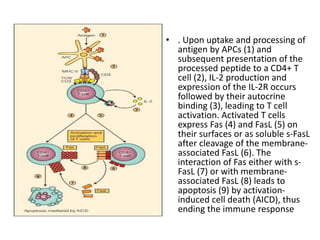 • . Upon uptake and processing of
antigen by APCs (1) and
subsequent presentation of the
processed peptide to a CD4+ T
cell (2), IL-2 production and
expression of the IL-2R occurs
followed by their autocrine
binding (3), leading to T cell
activation. Activated T cells
express Fas (4) and FasL (5) on
their surfaces or as soluble s-FasL
after cleavage of the membrane-
associated FasL (6). The
interaction of Fas either with s-
FasL (7) or with membrane-
associated FasL (8) leads to
apoptosis (9) by activation-
induced cell death (AICD), thus
ending the immune response
 
