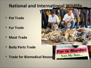National and International Wildlife
Trade
• Pet Trade
• Fur Trade
• Meat Trade
• Body Parts Trade
• Trade for Biomedical Research
 