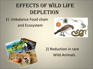 eFFects oF WiLd LiFe
dePLetion
1) Unbalance Food chain
and Ecosystem
2) Reduction in rare
Wild Animals
 