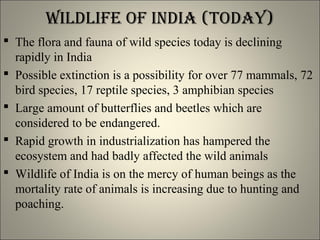Wildlife of india (todaY)
 The flora and fauna of wild species today is declining
rapidly in India
 Possible extinction is a possibility for over 77 mammals, 72
bird species, 17 reptile species, 3 amphibian species
 Large amount of butterflies and beetles which are
considered to be endangered.
 Rapid growth in industrialization has hampered the
ecosystem and had badly affected the wild animals
 Wildlife of India is on the mercy of human beings as the
mortality rate of animals is increasing due to hunting and
poaching.
 