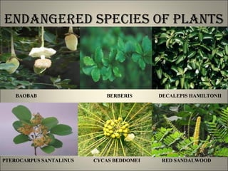 endanGeRed speCies of plants
PTEROCARPUS SANTALINUS CYCAS BEDDOMEI RED SANDALWOOD
BAOBAB BERBERIS DECALEPIS HAMILTONII
 