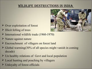 Wildlife destRuCtions in india
 Over exploitation of forest
 Illicit felling of trees
 International wildlife trade (1960-1970)
 Nature against nature
 Encroachment of villagers on forest land
 Global warming(30% of all species might vanish in coming
decade)
 Un healthy relations of Govt and local population
 Local hunting and poaching by villagers
 Unloyalty of forest officials
 