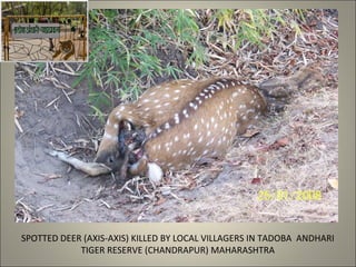 SPOTTED DEER (AXIS-AXIS) KILLED BY LOCAL VILLAGERS IN TADOBA ANDHARI
TIGER RESERVE (CHANDRAPUR) MAHARASHTRA
 