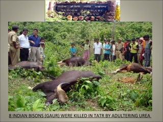 8 INDIAN BISONS (GAUR) WERE KILLED IN TATR BY ADULTERING UREA
 