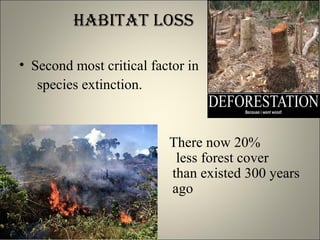HABITAT LOSS
• Second most critical factor in
species extinction.
There now 20%
less forest cover
than existed 300 years
ago
 