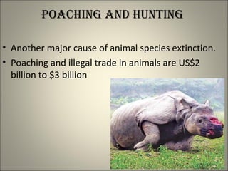 Poaching and hunting
• Another major cause of animal species extinction.
• Poaching and illegal trade in animals are US$2
billion to $3 billion
 