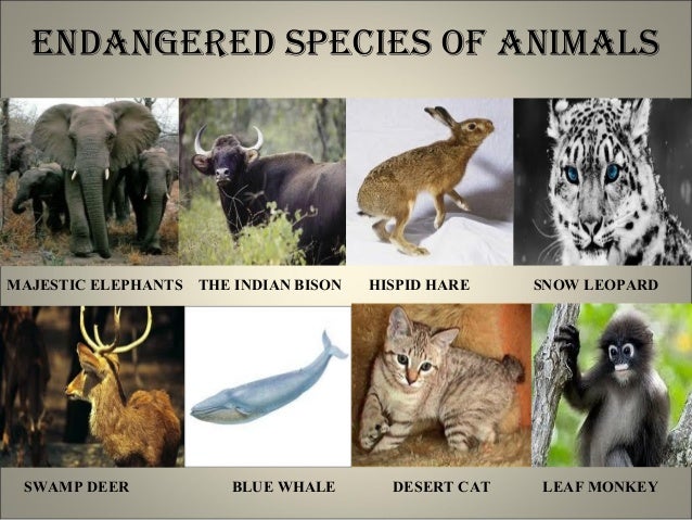 animal extinction among endangered species Animal extinction among endangered species topics: extinction an endangered species is a population extinct organism which is at risk of becoming extinct. animal extinction among endangered species Animal extinction among endangered species topics: extinction an endangered species is a population extinct organism which is at risk of becoming extinct.