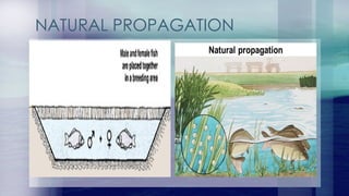 876622339-5-Phases-of-Fish-Culturbnjbne.pptx