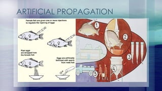 876622339-5-Phases-of-Fish-Culturbnjbne.pptx