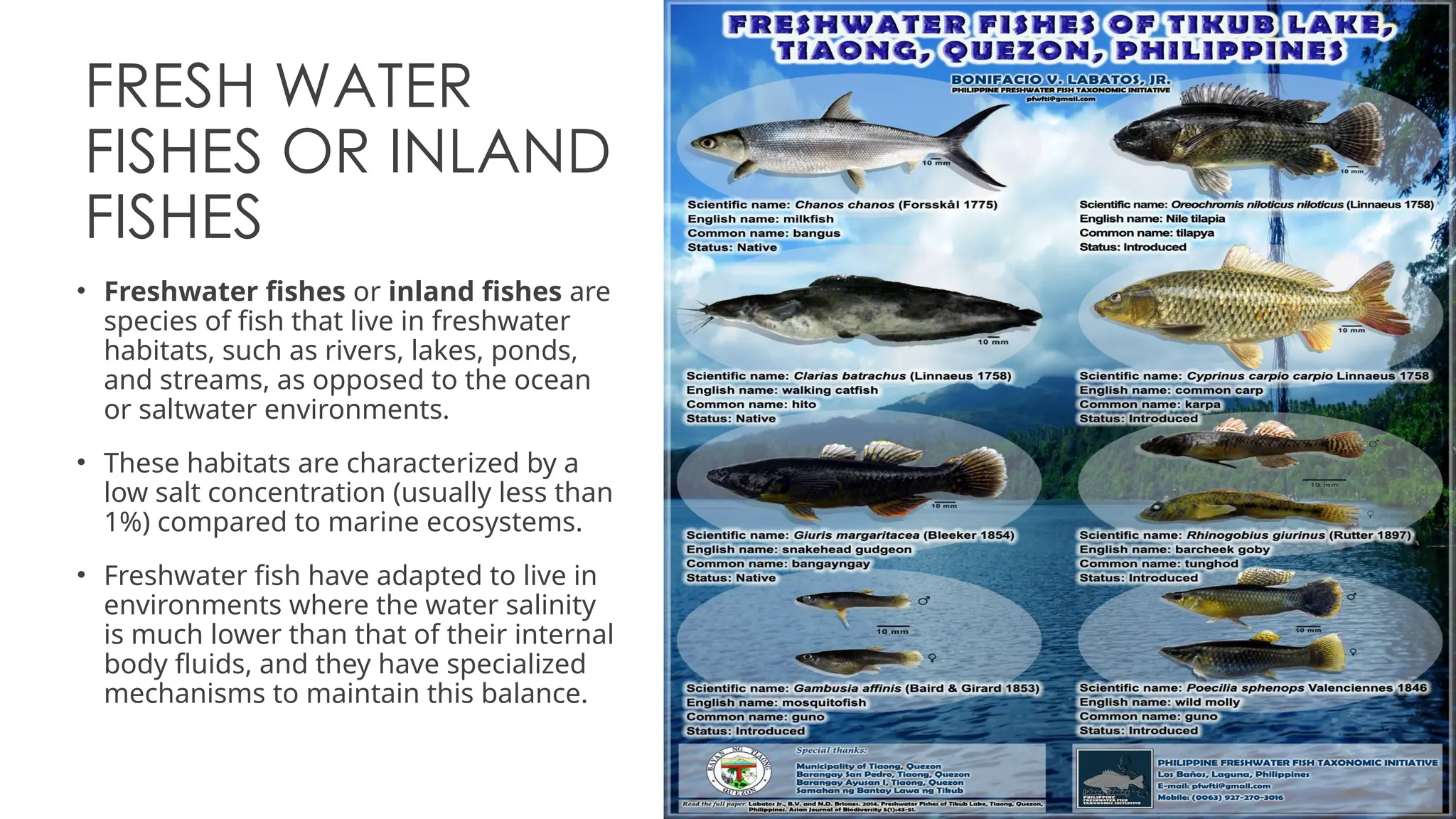 876622368-6-Classification-of-Fish-According-to-Their-Habitat.pptx