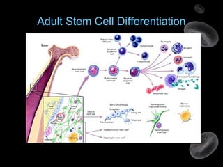 Adult Stem Cell Differentiation
 