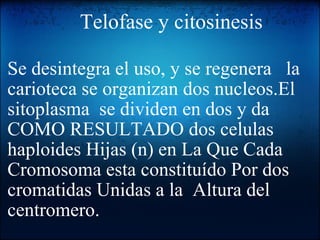                   Telofase y citosinesis  Se desintegra el uso, y se regenera   la carioteca se organizan dos nucleos.El sitoplasma  se dividen en dos y da COMO RESULTADO dos celulas haploides Hijas (n) en La Que Cada Cromosoma esta constituído Por dos cromatidas Unidas a la  Altura del centromero. 
