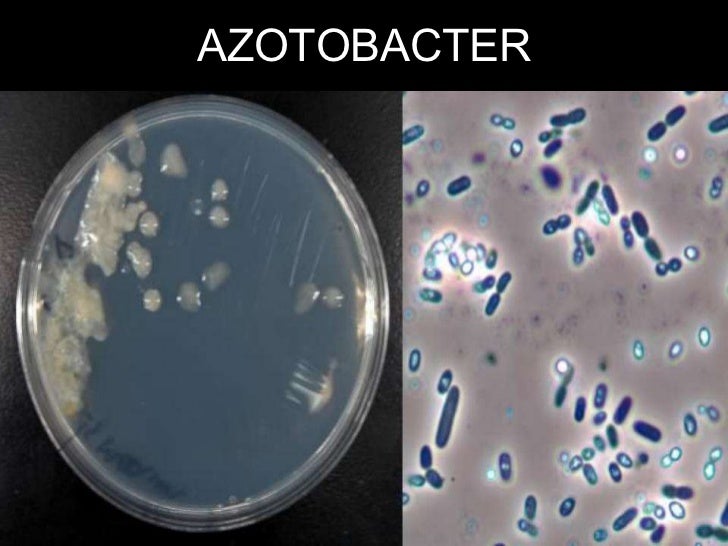 BIOLOGICAL FIXATION OF NITROGEN
