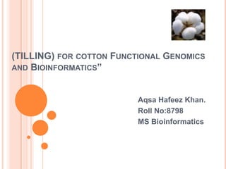 (TILLING) FOR COTTON FUNCTIONAL GENOMICS
AND BIOINFORMATICS”



                          Aqsa Hafeez Khan.
                          Roll No:8798
                          MS Bioinformatics
 