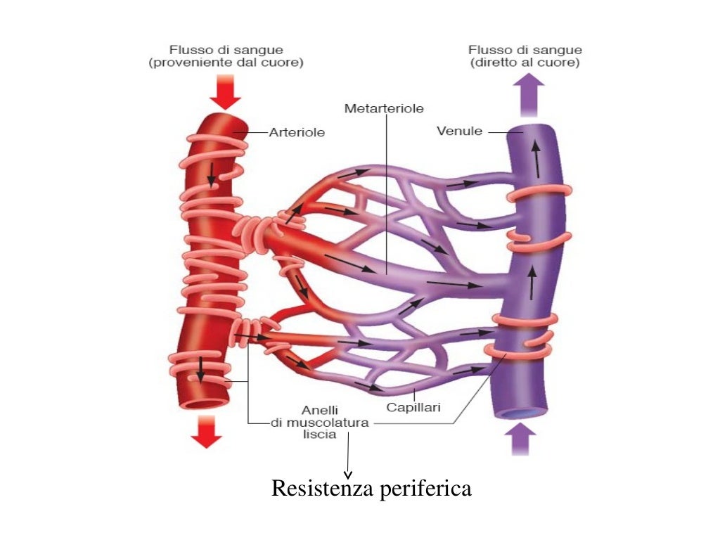 8(7)a eicosanoidi press art