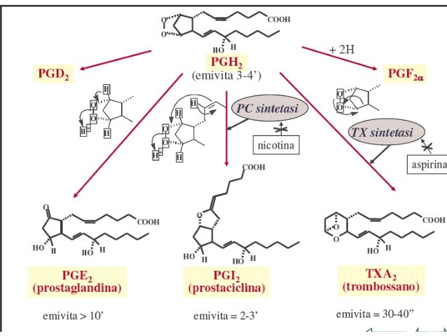 8(7)a eicosanoidi press art