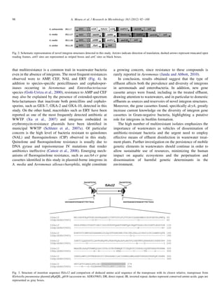 that multiresistance is a common trait in wastewater bacteria
even in the absence of integrons. The most frequent resistances
observed were to AMP, CEF, NAL and ERY (Fig. 4). In
addition to species-speciﬁc penicillinases and cephalospor-
inases occurring in Aeromonas and Enterobacteriaceae
species (Gon˜i-Urriza et al., 2000), resistance to AMP and CEF
may also be explained by the presence of extended-spectrum
beta-lactamases that inactivate both penicillins and cephalo-
sporins, such as GES-7, OXA-2 and OXA-10, detected in this
study. On the other hand, macrolides such as ERY have been
reported as one of the most frequently detected antibiotic at
WWTP (Xu et al., 2007) and integrons embedded in
erythromycin-resistance plasmids have been identiﬁed in
municipal WWTP (Schluter et al., 2007a). Of particular
concern is the high level of bacteria resistant to quinolones
(NAL) and ﬂuoroquinolones (CIP) observed in this study.
Quinolone and ﬂuoroquinolone resistance is usually due to
DNA gyrase and topoisomerase IV mutations that render
antibiotics ineffective (Cattoir et al., 2008). Emerging mech-
anisms of ﬂuoroquinolone resistance, such as aacA4-cr gene
cassettes identiﬁed in this study in plasmid-borne integrons in
A. media and Aeromonas allosaccharophila, might constitute
a growing concern, since resistance to these compounds is
rarely reported in Aeromonas (Janda and Abbott, 2010).
In conclusion, results obtained suggest that the type of
efﬂuent affects both the prevalence and diversity of integrons
in aeromonads and enterobacteria. In addition, new gene
cassette arrays were found, including in the treated efﬂuent,
drawing attention to wastewaters, and in particular to domestic
efﬂuents as sources and reservoirs of novel integron structures.
Moreover, the gene cassettes found, speciﬁcally dcyA, greatly
increase current knowledge on the diversity of integron gene
cassettes in Gram-negative bacteria, highlighting a putative
role for integrons in bioﬁlm formation.
The high number of multiresistant isolates emphasizes the
importance of wastewaters as vehicles of dissemination of
antibiotic-resistant bacteria and the urgent need to employ
effective means of efﬂuent disinfection in wastewater treat-
ment plants. Further investigation on the persistence of mobile
genetic elements in wastewaters should continue in order to
allow sustainable use of resources, minimizing the human
impact on aquatic ecosystems and the perpetuation and
dissemination of harmful genetic determinants in the
environment.
Fig. 2. Schematic representation of novel integron structures detected in this study. Arrows indicate direction of translation, dashed arrows represent truncated open
reading frames, attI1 sites are represented as striped boxes and attC sites as black boxes.
Fig. 3. Structure of insertion sequence ISAs12 and comparison of deduced amino acid sequence of the transposase with its closest relative, transposase from
Klebsiella pneumoniae plasmid pKpQIL_p018 (accession no. ADE43965). DR, direct repeat; IR, inverted repeat; dashes represent conserved amino acids; gaps are
represented as gray boxes.
98 A. Moura et al. / Research in Microbiology 163 (2012) 92e100
 