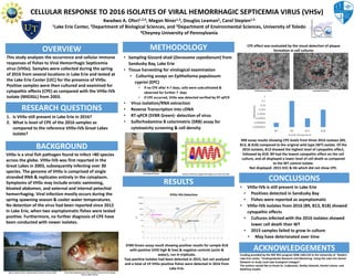 • Sampling Gizzard shad (Dorosoma cepedianum) from
Sandusky Bay, Lake Erie
• Tissue harvesting for virological examination
• Culturing assays on Epithelioma papulosum
cyprini (EPC)
• If no CPE after 4-7 days, cells were subcultivated &
observed for further 7 days
• If CPE occurred, VHSv was detected verified by RT-qPCR
• Virus isolation/RNA extraction
• Reverse Transcription into cDNA
• RT-qPCR (SYBR Green)- detection of virus
• Sulforhodamine B colorimetric (SRB) assay for
cytotoxicity screening & cell density
OVERVIEW METHODOLOGY
This study analyzes the occurrence and cellular immune
responses of fishes to Viral Hemorrhagic Septicemia
virus (VHSv). Samples were collected during the spring
of 2016 from several locations in Lake Erie and tested at
the Lake Erie Center (LEC) for the presence of VHSv.
Positive samples were then cultured and examined for
cytopathic effects (CPE) as compared with the VHSv-IVb
isolate (MI03GL) from 2003.
RESEARCH QUESTIONS
1. Is VHSv still present in Lake Erie in 2016?
2. What is level of CPE of the 2016 samples as
compared to the reference VHSv-IVb Great Lakes
isolate?
BACKGROUND
VHSv is a viral fish pathogen found to infect >80 species
across the globe. VHSv-IVb was first reported in the
Great Lakes in 2003, subsequently infecting over 30
species. The genome of VHSv is comprised of single
stranded RNA & replicates entirely in the cytoplasm.
Symptoms of VHSv may include erratic swimming,
bloated abdomen, and external and internal petechial
hemorrhaging. Viral infection mostly occurs during the
spring spawning season & cooler water temperatures.
No detection of the virus had been reported since 2012
in Lake Erie, when two asymptomatic fishes were tested
positive. Furthermore, no further diagnosis of CPE have
been conducted with newer isolates.
CONCLUSIONS
• VHSv-IVb is still present in Lake Erie
• Positives detected in Sandusky Bay
• Fishes were reported as asymptomatic
• VHSv-IVb isolates from 2016 (B9, B13, B18) showed
cytopathic effects
• Cultures infected with the 2016 isolates showed
lower cell death than WT
• 2015 samples failed to grow in culture
• May have deteriorated over time
RESULTS
Kwadwo A. Ofori1,2,4, Megan Niner1,3, Douglas Leaman2, Carol Stepien1,3
1Lake Erie Center, 2Department of Biological Sciences, and 3Department of Environmental Sciences, University of Toledo
4Cheyney University of Pennsylvania
ACKNOWLEDGEMENTS
Funding provided by the NSF REU program #DBI-1461124 to the University of Toledo’s
Lake Erie center, “Undergraduate Research and Mentoring- Using the Lake Erie Sensor
Network to study Land Lake Ecological Linkages”.
The authors would like to thank Dr. Czajkowski, Shelby Edwards, Rachel Lohner, and
Matthew Snyder.
Beach seining for fishes in Maumee Bay of Lake Erie in June of 2016 Gizzard shad displaying typical VHSv symptoms (external hemorrhaging)
during a 2006 outbreak.
Harvesting fish tissues
CELLULAR RESPONSE TO 2016 ISOLATES OF VIRAL HEMORRHAGIC SEPTICEMIA VIRUS (VHSv)
SRB assay results showing CPE levels from three 2016 isolates (B9,
B13, & B18) compared to the original wild type (WT) isolate. Of the
2016 isolates, B13 showed the highest level of cytopathic effect,
followed by B18. B9 had the lowest cytopathic effect on the cell
culture, and all displayed a lower level of cell death as compared
to the WT control isolate.
Not displayed: 2015 H31 & H6 which did not show CPE.
Structure of VHS virus adapted from Stepien et al. 2015. PLoS ONE.
Large plaque formationSmall plaque formations
CPE effect was evaluated by the visual detection of plaque
formation in cell cultures
SYBR Green assay result showing positive results for sample B18
with positive (VHS high & low) & negative controls (actin &
water), run in triplicate.
Two positive isolates had been detected in 2015, but not analyzed
and a total of 19 VHSv-positive fishes were detected in 2016 from
Lake Erie.
B18
Low VHS
High VHS
Water Control
Actin Control
VHSv-IVb Detection
0.0000001
0.000001
0.00001
0.0001
0.001
0.01
0.1
1
WT B9 B13 B18
IC50(M.O.I)
Isolate Designation
 