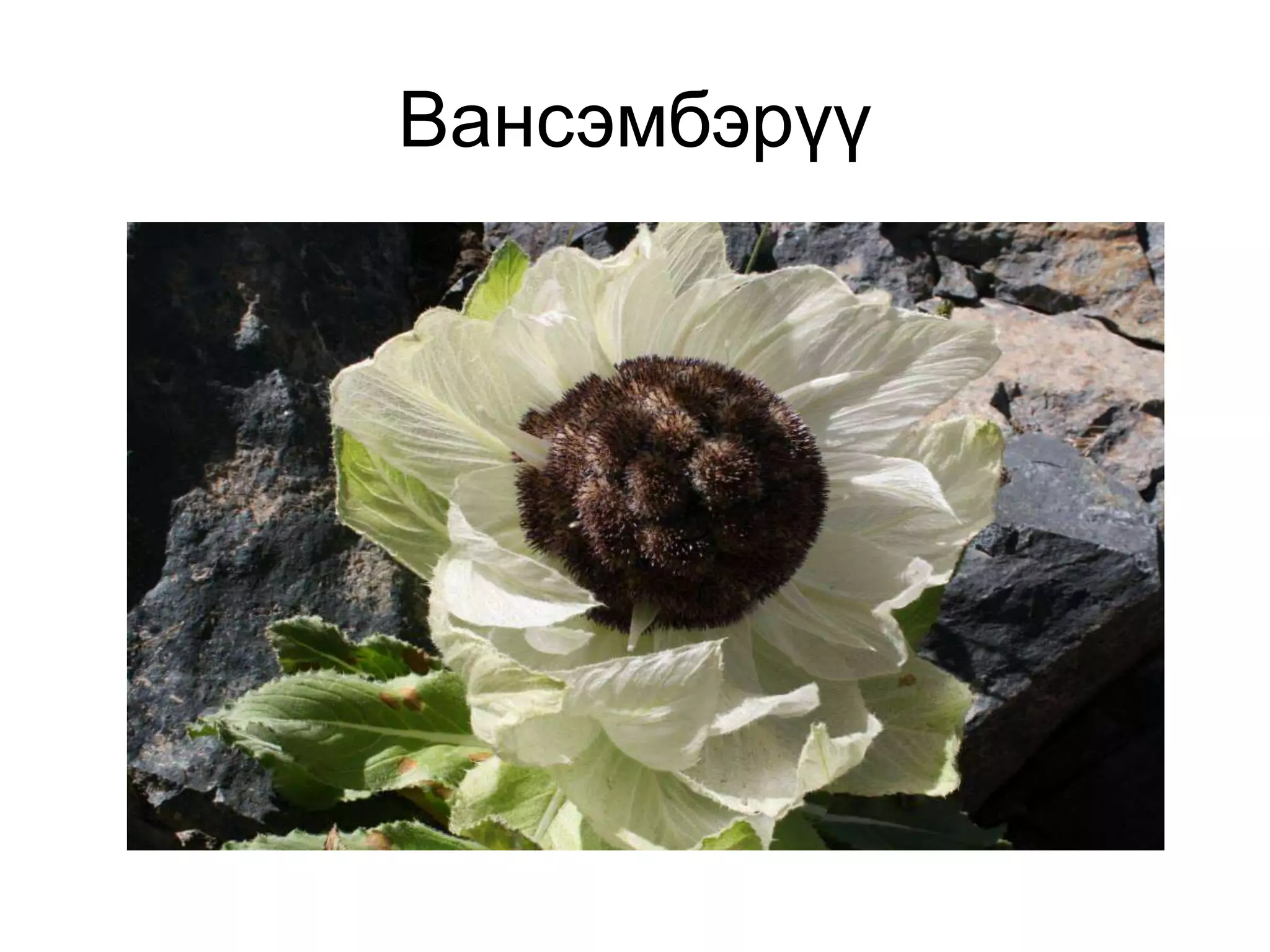 Вансэмбэрүү
 