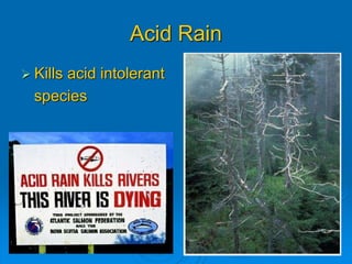 Acid Rain 
 Kills acid intolerant 
species 
 