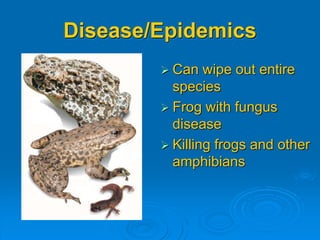 Disease/Epidemics 
 Can wipe out entire 
species 
 Frog with fungus 
disease 
 Killing frogs and other 
amphibians 
 