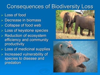 Consequences of Biodiversity Loss 
 Loss of food 
 Decrease in biomass 
 Collapse of food web 
 Loss of keystone species 
 Reduction of ecosystem 
efficiency and community 
productivity 
 Loss of medicinal supplies 
 Increased vulnerability of 
species to disease and 
predation 
 