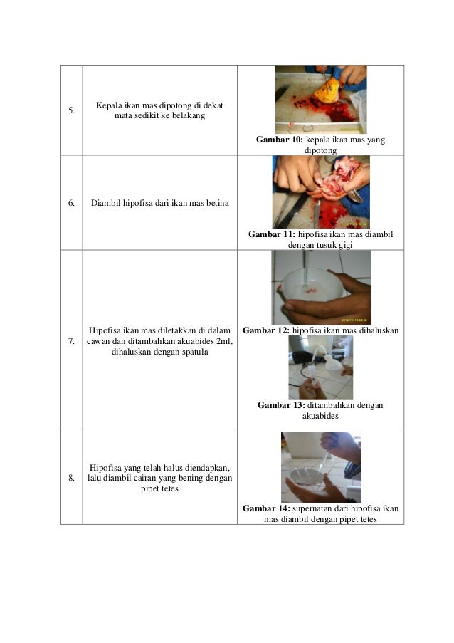 88000176 laporan biologi perikanan hipofisasi 88000176 laporan biologi perikanan hipofisasi