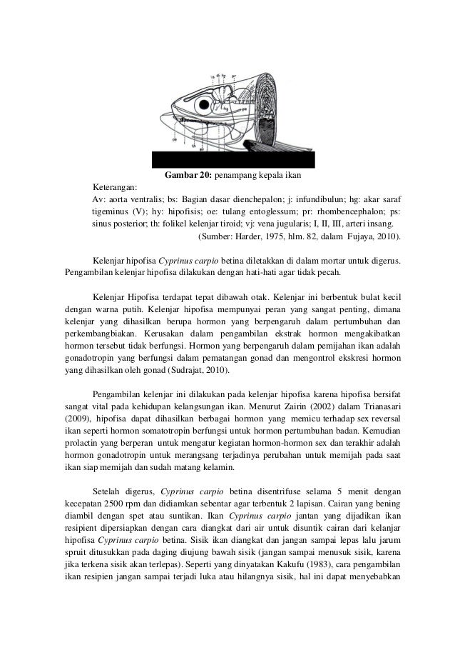 88000176 Laporanbiologiperikananhipofisasi