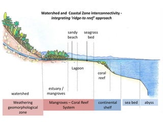 watershed
estuary /
mangroves
sandy
beach
seagrass
bed
coral
reef
continental
shelf
sea bed abyss
Watershed and Coastal Zone interconnectivity -
integrating ‘ridge-to reef’ approach
Mangroves – Coral Reef
System
Lagoon
Weathering
geomorphological
zone
 