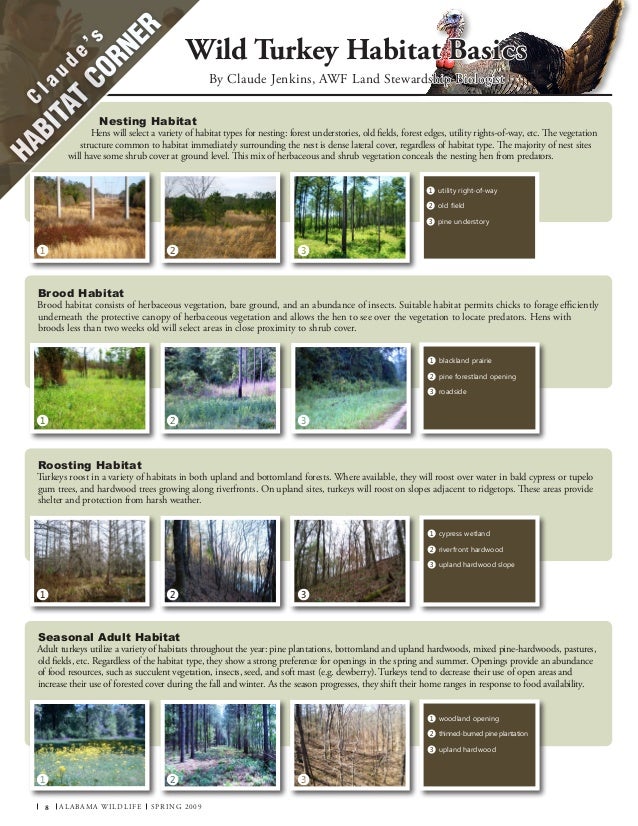 Wild Turkey Habitat Basics