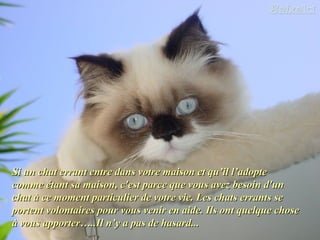 Si un chat errant entre dans votre maison et qu’il l’adopteSi un chat errant entre dans votre maison et qu’il l’adopte
comme étant sa maison, c'est parce que vous avez besoin d'uncomme étant sa maison, c'est parce que vous avez besoin d'un
chat à ce moment particulier de votre vie. Les chats errants sechat à ce moment particulier de votre vie. Les chats errants se
portent volontaires pour vous venir en aide. Ils ont quelque choseportent volontaires pour vous venir en aide. Ils ont quelque chose
à vous apporter…..Il n’y a pas de hasard...à vous apporter…..Il n’y a pas de hasard...
 