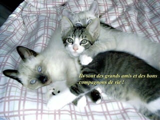 Ils sont des grands amis et des bonsIls sont des grands amis et des bons
compagnons de vie !compagnons de vie !
 