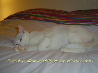 Ils sont doux, affectueux et fidèles pour peu qu’on les respecte !Ils sont doux, affectueux et fidèles pour peu qu’on les respecte !
 