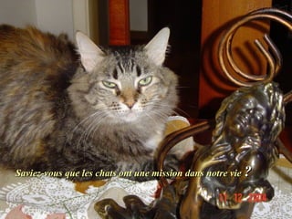 Saviez-vous que les chats ont une mission dans notre vieSaviez-vous que les chats ont une mission dans notre vie ??
 