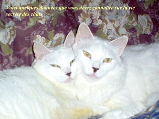 Voici quelques données que vous devez connaître sur la vie
secrète des chats
 