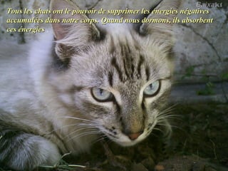 Tous les chats ont le pouvoir de supprimer les énergies négativesTous les chats ont le pouvoir de supprimer les énergies négatives
accumulées dans notre corps. Quand nous dormons, ils absorbentaccumulées dans notre corps. Quand nous dormons, ils absorbent
ces énergiesces énergies .
 