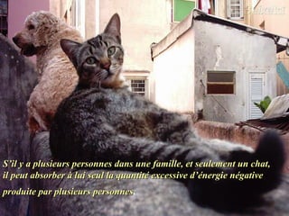 S’il y a plusieurs personnes dans une famille, et seulement un chat,S’il y a plusieurs personnes dans une famille, et seulement un chat,
il peut absorber à lui seul la quantité excessive d’énergie négativeil peut absorber à lui seul la quantité excessive d’énergie négative
produite par plusieurs personnesproduite par plusieurs personnes.
 