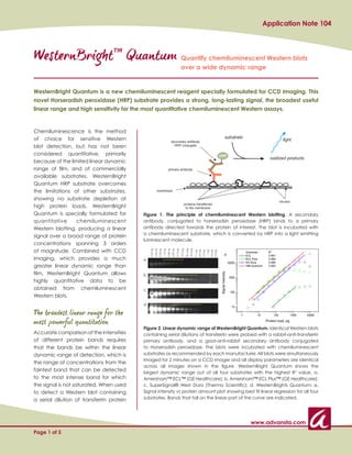 Application Note 104



WesternBrightTM Quantum Quantify chemiluminescent Western blots
                                                                                                                     over a wide dynamic range


WesternBright Quantum is a new chemiluminescent reagent specially formulated for CCD imaging. This
novel Horseradish peroxidase (HRP) substrate provides a strong, long-lasting signal, the broadest useful
linear range and high sensitivity for the most quantitative chemiluminescent Western assays.


Chemiluminescence is the method
of choice for sensitive Western
blot detection, but has not been
considered quantitative, primarily
because of the limited linear dynamic
range of film, and of commercially
available substrates. WesternBright
Quantum HRP substrate overcomes
the limitations of other substrates,
showing no substrate depletion at
high protein loads. WesternBright
Quantum is specially formulated for        Figure 1. The principle of chemiluminescent Western blotting. A secondary
quantitative     chemiluminescent          antibody, conjugated to horseradish peroxidase (HRP) binds to a primary
Western blotting, producing a linear       antibody directed towards the protein of interest. The blot is incubated with
                                           a chemiluminescent substrate, which is converted by HRP into a light emitting
signal over a broad range of protein
                                           luminescent molecule.
concentrations spanning 3 orders
of magnitude. Combined with CCD
                                                                                                                     72.9 pg
                                                                                                                               36.4 pg
                                                                                                                                         18.2 pg
                                               9.33 ng
                                                         4.66 ng
                                                                   2.33 ng
                                                                             1.16 ng
                                                                                       0.58 ng
                                                                                                 0.29 ng
                                                                                                           0.14 ng




                                                                                                                                                   9.1 pg
                                                                                                                                                   4.6 pg
                                                                                                                                                            2.3 pg
                                                                                                                                                                     1.1 pg
                                                                                                                                                                              0.6 pg
                                                                                                                                                                                       0.3 pg




                                                                                                                                                                                                e
imaging, which provides a much             a
greater linear dynamic range than
film, WesternBright Quantum allows         b
highly quantitative data to be
obtained from chemiluminescent             c
Western blots.
                                           d

The broadest linear range for the
most powerful quantitation
                                           Figure 2. Linear dynamic range of WesternBright Quantum. Identical Western blots
Accurate comparison of the intensities     containing serial dilutions of transferrin were probed with a rabbit-anti-transferrin
of different protein bands requires        primary antibody, and a goat-anti-rabbit secondary antibody conjugated
that the bands be within the linear        to Horseradish peroxidase. The blots were incubated with chemiluminescent
dynamic range of detection, which is       substrates as recommended by each manufacturer. All blots were simultaneously
                                           imaged for 2 minutes on a CCD imager and all display parameters are identical
the range of concentrations from the
                                           across all images shown in the figure. WesternBright Quantum shows the
faintest band that can be detected         largest dynamic range out of all four substrates with the highest R2 value. a.
to the most intense band for which         Amersham™ ECL™ (GE Healthcare); b. Amersham™ ECL Plus™ (GE Healthcare);
the signal is not saturated. When used     c. SuperSignal® West Dura (Thermo Scientific); d. WesternBrights Quantum; e.
to detect a Western blot containing        Signal intensity vs protein amount plot showing best fit linear regression for all four
a serial dilution of transferrin protein   substrates. Bands that fall on the linear part of the curve are indicated.




                                                                                                                                                                                                    www.advansta.com
Page 1 of 5
 