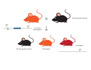 loxP
loxP
Cß2 exon
FRT
loxP
Cre mouse
(heterozygous)
homozygous
WT with specific promoter
heterozygousWT with specific promoter
 