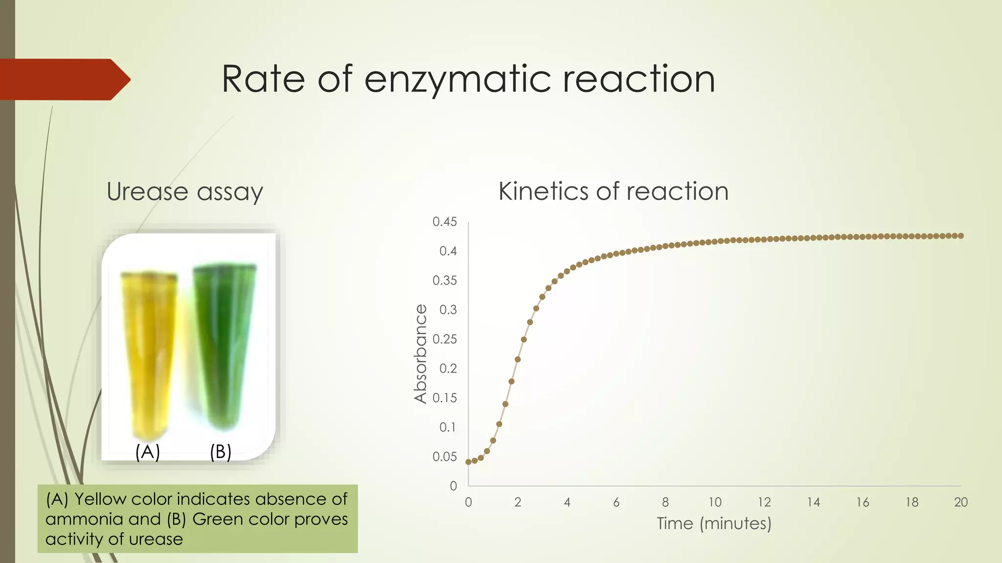 Purification of Urease from Sword Bean for Clinical Use | PPTX