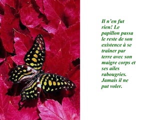 Il n’en fut rien! Le papillon passa le reste de son existence à se traîner par terre avec son maigre corps et ses ailes rabougries. Jamais il ne put voler.   
