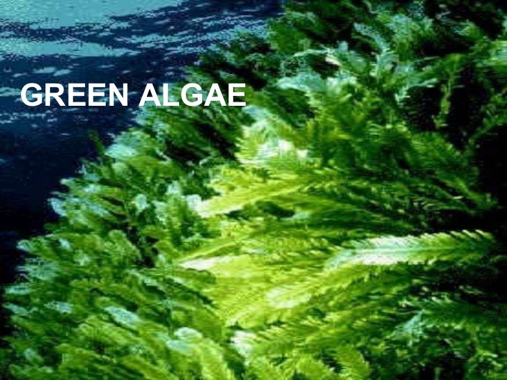 PLANTS THAT REPRODUCE BY SPORES